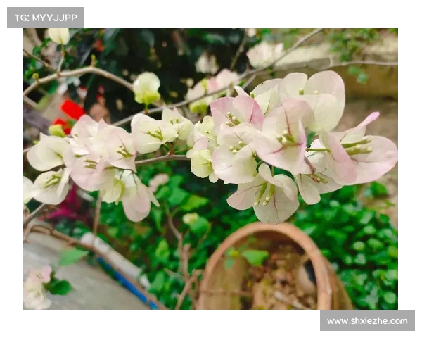 抓住冬季尾巴迎接春天的到来,忙中有序,踏春而行 抓住冬季尾巴迎接春天的到来,忙中有序,踏春而行